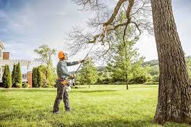 La Luz, NM Tree Removal and Landscaping Services Company